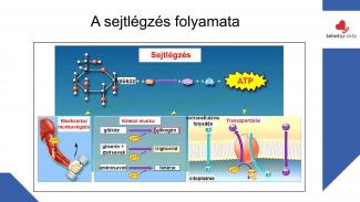 Dr. Szász András - Sport hatása az örökítőanyagra