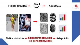 Dr. Szász András - Sport hatása az örökítőanyagra